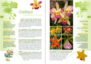 Cattleya Infos