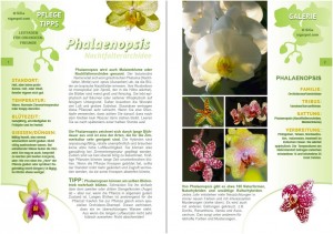 Phalaenopsis Info
